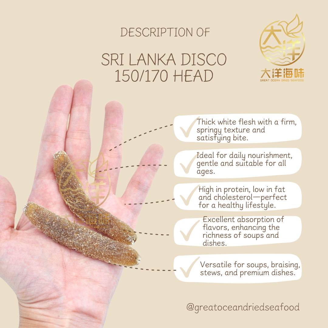 沙隆白肉参 玻璃参 Sri Lanka Disco Sea Cucumber