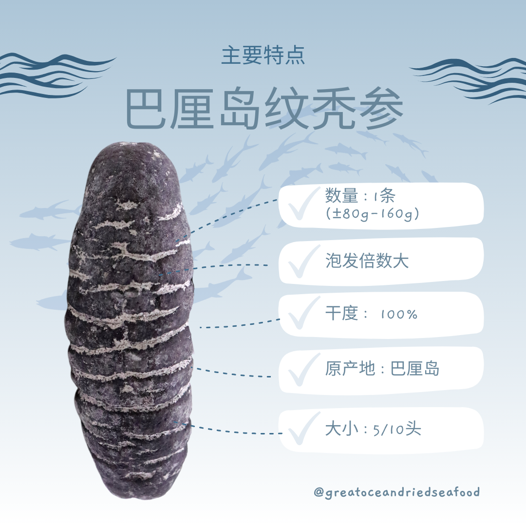 [1 piece] Great Ocean Bali Sandfish Sea Cucumber | 巴厘岛 纹秃参 5/10 头