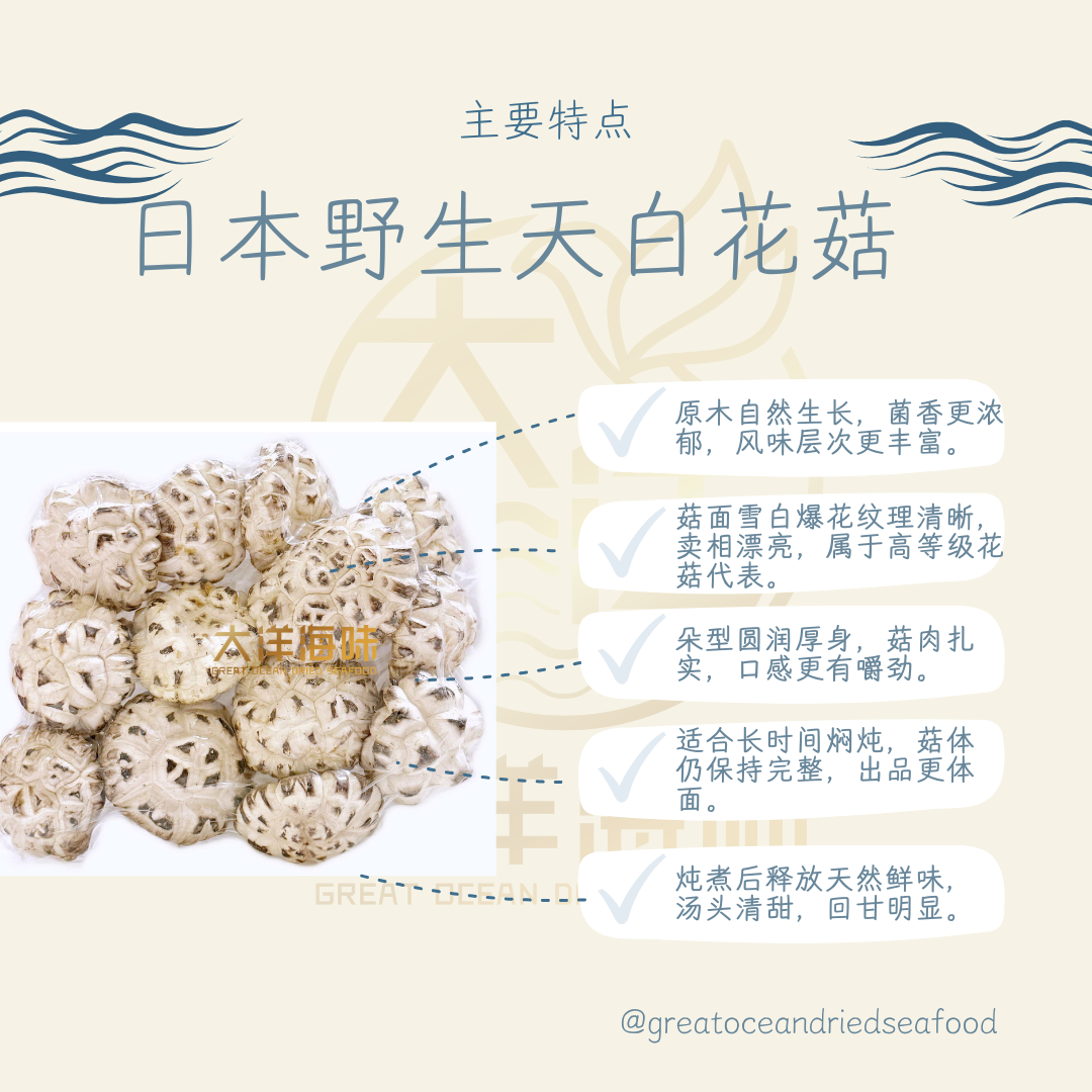 [100g] Great Ocean Authentic Japanese Wild Shiitake Mushroom | 正宗日本野生天白花菇