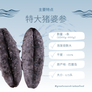 [1 piece] Great Ocean Bali White Teat 2/3 Head | 巴厘岛 猪婆参 2/3 头 (特大) - Image 6